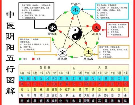 五行對應身體|五行、五臟、五官、五體、五志對應表